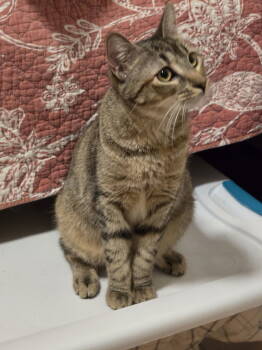 Rescue Domestic Short Hair Cats for Adoption in Naugatuck, Connecticut - Febe | PetCurious