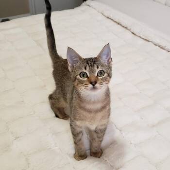 Domestic Short Hair Cats Available for Adoption - Amber Lynn | PetCurious