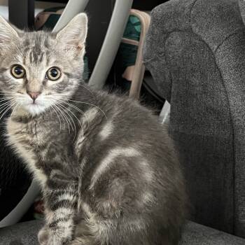 Rescue American Shorthair Cats for Adoption in Lakewood, California - Penelope | PetCurious