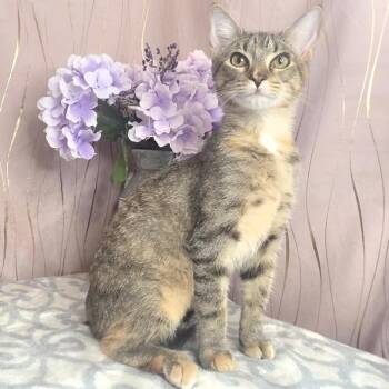 Harlie -  Domestic Short Hair Cat for Adoption in Long Beach, Mississippi - Harlie | PetCurious