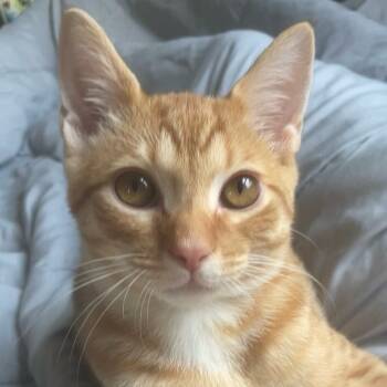 Rescue Domestic Short Hair Cats for Adoption - Turmeric Bonded Cumin | PetCurious