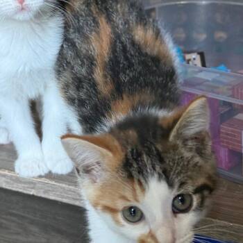 Scribbles 56190 -  Domestic Short Hair Cat for Adoption in Eaton Rapids, Michigan - Scribbles 56190 | PetCurious