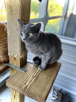 Tripoli -  Russian Blue Cat for Adoption in Estherville, Iowa - Tripoli | PetCurious