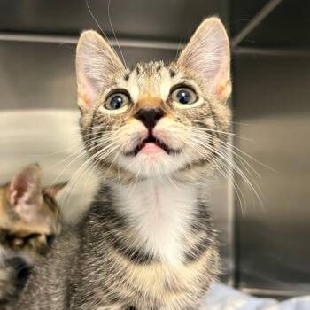 26-272 Roddy (with Rita) -  Domestic Short Hair Cat for Adoption in North Branford, Connecticut - 26-272 Roddy (with Rita) | PetCurious