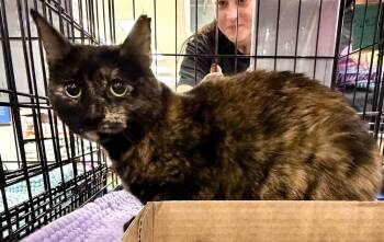 Domestic Short Hair Cats Available for Adoption in Augusta, Georgia - Paris | PetCurious