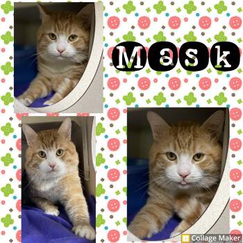 Rescue Domestic Short Hair Cats for Adoption in Clearfield, Pennsylvania - Mask | PetCurious