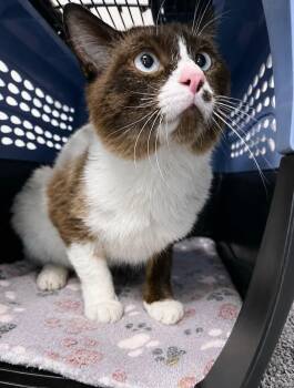 Kingston -  Domestic Short Hair Cat for Adoption in Hamilton, Michigan - Kingston | PetCurious