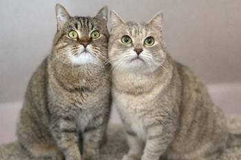 Domestic Short Hair Cats Available for Adoption - Kira And Rocket | PetCurious