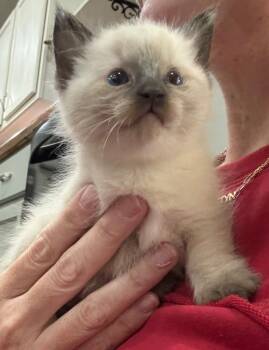 Minnie -  Domestic Medium Hair Cat for Adoption in Little Rock, Arkansas - Minnie | PetCurious