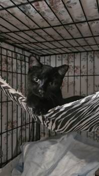 Rescue Domestic Short Hair Cats for Adoption in New York, New York - BIRDIE & BINGO - Brother Sister Duo | PetCurious