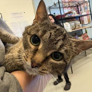 Domestic Short Hair Cats Available for Adoption - Strawberry | PetCurious