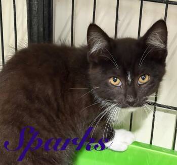 Sparks -  Domestic Short Hair Cat Available for Adoption in Hillsboro, Ohio - Sparks | PetCurious