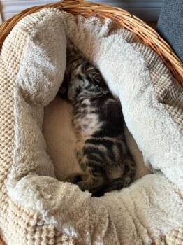 Jubilee -  Domestic Short Hair Cat for Adoption in Arthur, Ontario - Jubilee | PetCurious