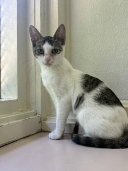 Gwen Stacy -  Domestic Short Hair Cat for Adoption in Honolulu, Hawaii - Gwen Stacy | PetCurious