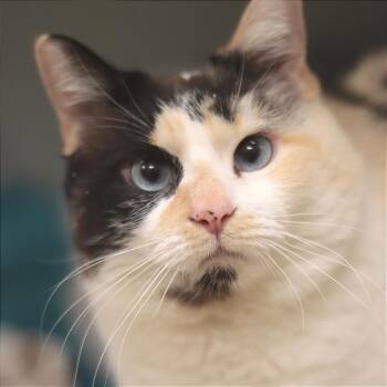 Coco -  Domestic Short Hair Cat Available for Adoption in Philadelphia, Pennsylvania - Coco | PetCurious