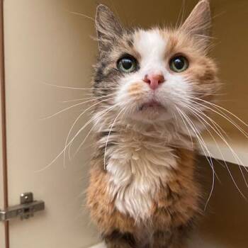 Domestic Long Hair Cats Available for Adoption in Dayton, Ohio - Ellie | PetCurious