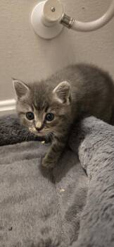 Lila -  Domestic Short Hair Cat for Adoption in Greenbelt, Maryland - Lila | PetCurious