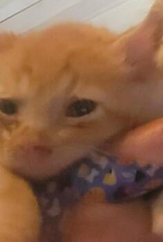 Tiger -  Domestic Short Hair Cat for Adoption in Princeton, Indiana - Tiger | PetCurious