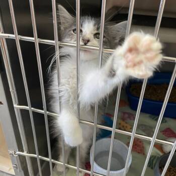 LaBuBu -  Domestic Short Hair Cat for Adoption in Carencro, Louisiana - LaBuBu | PetCurious