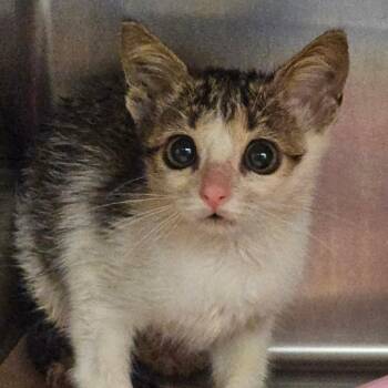 Taki -  Domestic Short Hair Cat for Adoption in Lake Panasoffkee, Florida - Taki | PetCurious