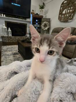 Salt -  Domestic Short Hair Cat for Adoption in Darien, Georgia - Salt | PetCurious