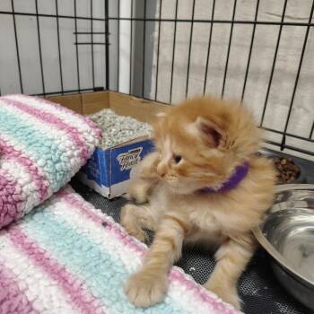 Ferret (purple collar) -  Domestic Short Hair Cat for Adoption in Coos Bay, Oregon - Ferret (purple Collar) | PetCurious