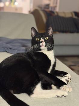 Domestic Short Hair Cats Available for Adoption - Penguin | PetCurious