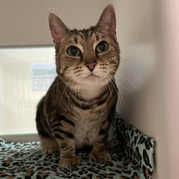 Smidgen -  Domestic Short Hair Cat for Adoption in Swanzey, New Hampshire - Smidgen | PetCurious