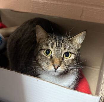Domestic Short Hair Cats Available for Adoption in Olean, New York - Ginny | PetCurious