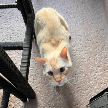 Samson -  Manx and Siamese Cat for Adoption in Jefferson, Louisiana - Samson | PetCurious