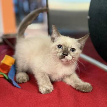 Indie -  Domestic Short Hair Cat for Adoption in Bullhead City, Arizona - Indie | PetCurious