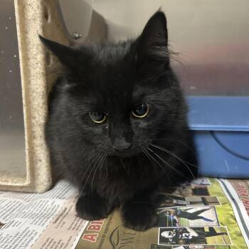 Domestic Long Hair Cats Available for Adoption in Roxboro, North Carolina - Endora | PetCurious