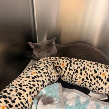 Earl Grey -  Domestic Short Hair Cat for Adoption in Scituate, Massachusetts - Earl Grey | PetCurious