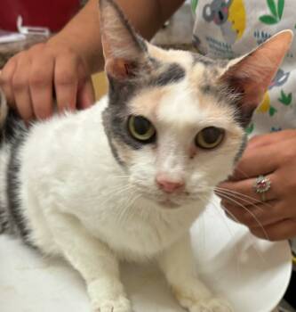 Rescue Domestic Short Hair Cats for Adoption in Elizabethton, Tennessee - PARIS | PetCurious