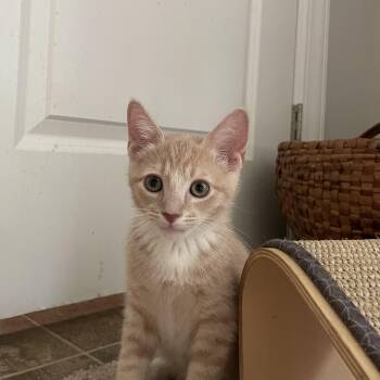 Chip -  Domestic Short Hair Cat for Adoption in Lititz, Pennsylvania - Chip | PetCurious