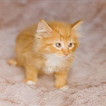 Domestic Medium Hair Cats Available for Adoption in San Antonio, Texas - Yarrow | PetCurious