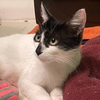 Lane -  Domestic Short Hair Cat for Adoption in Springfield, Illinois - Lane | PetCurious