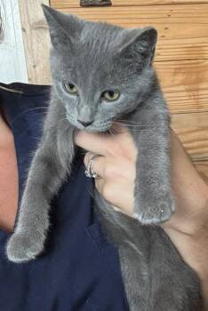 Tippy -  Domestic Short Hair Cat for Adoption in St. Cloud, Minnesota - Tippy | PetCurious
