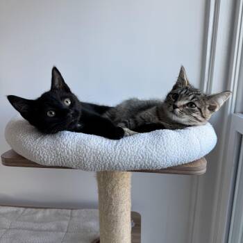 Rescue Domestic Short Hair Cats for Adoption in Hull, Massachusetts - Wriley (and Leo) | PetCurious