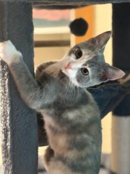 Doralee -  Dilute Calico Cat for Adoption in Woodinville, Washington - Doralee | PetCurious