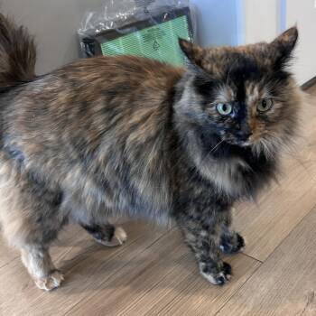 Domestic Long Hair Cats Available for Adoption in Eagle Mountain, Utah - Papaya Alexander | PetCurious