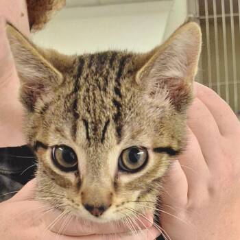 Waffle -  Domestic Short Hair Cat for Adoption in Zanesville, Ohio - Waffle | PetCurious
