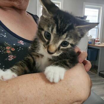 Peter Parker -  Domestic Short Hair Cat for Adoption in Bayonne, New Jersey - Peter Parker | PetCurious