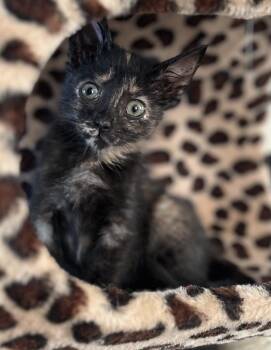 Rescue Domestic Short Hair Cats for Adoption in Kenton, Delaware - OLIVIA | PetCurious