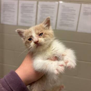 Clarence J. Wifferton -  Domestic Short Hair Cat for Adoption in Bristol, Indiana - Clarence J. Wifferton | PetCurious