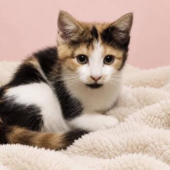 Maki -  Domestic Medium Hair Cat for Adoption in Inman, South Carolina - Maki | PetCurious