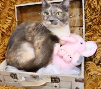Dilute Calico Cats Available for Adoption - Seraphiona | PetCurious