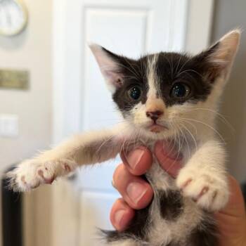 Pi -  Domestic Short Hair Cat for Adoption in Midland, Texas - Pi | PetCurious