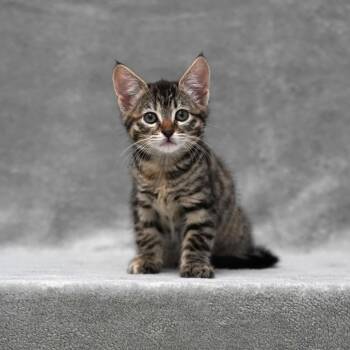Domestic Short Hair Cats Available for Adoption in Sunnyvale, California - Pinto | PetCurious