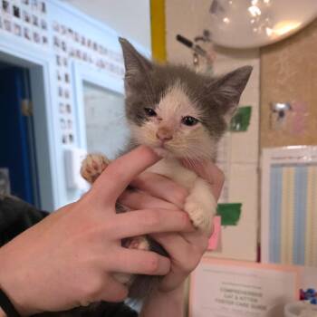 Domestic Short Hair Cats Available for Adoption in Eureka Springs, Arkansas - Trouncy | PetCurious